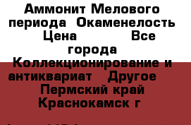 Аммонит Мелового периода. Окаменелость. › Цена ­ 2 800 - Все города Коллекционирование и антиквариат » Другое   . Пермский край,Краснокамск г.